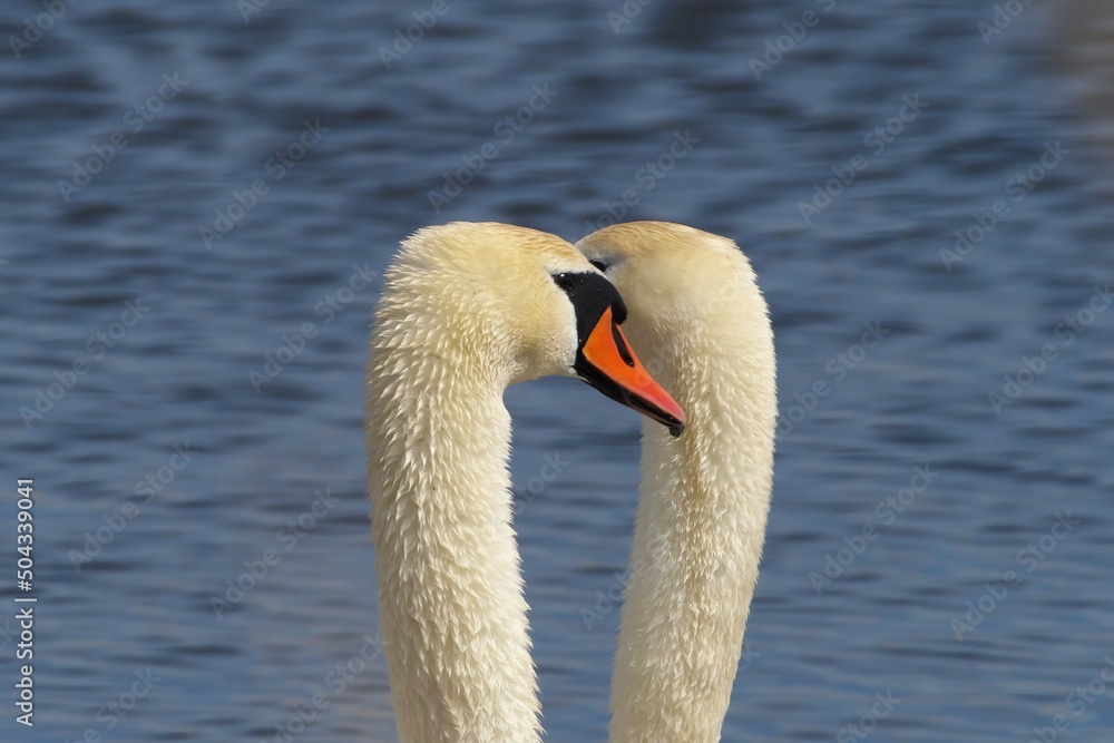 Fototapeta premium Love games of two swans. Selective focus.