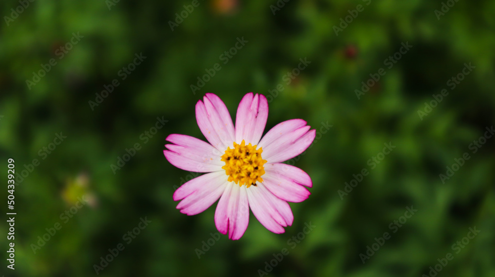 flower plant flower plant