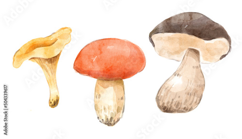 Watercolor set of mushrooms. Hand-drawn illustration isolated on the white background