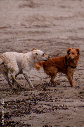 Fototapeta Naklejka Na Ścianę i Meble -  dogs on the beach