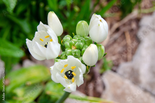 Ornithogalum Arabicum bud, Star of Bethlehem, Arabian Starflower, lesser cape-lily. Arab's eye close up selective focus. Beautiful Wild Natural Sub-tropical Plant with Pretty Petals