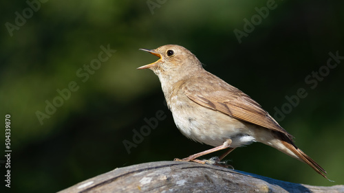 Thrush nightingale, Luscinia luscinia. An early morning bird sings, sitting on an old log
