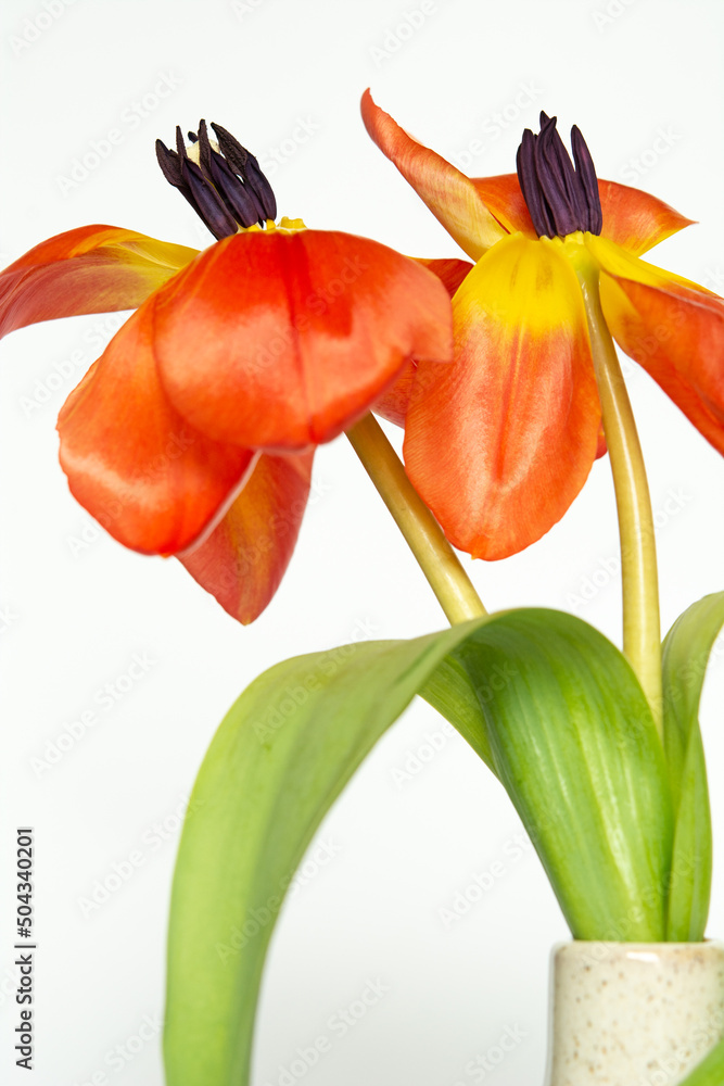 Tulpen / Blumen Tulpen / Blumen