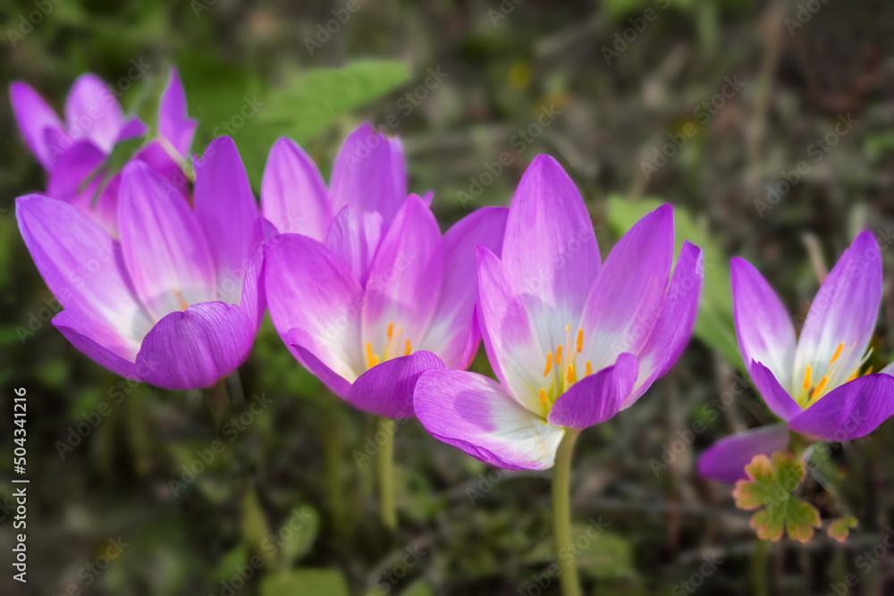 Cute pink colchicum flowers close up. Summer, autumn.