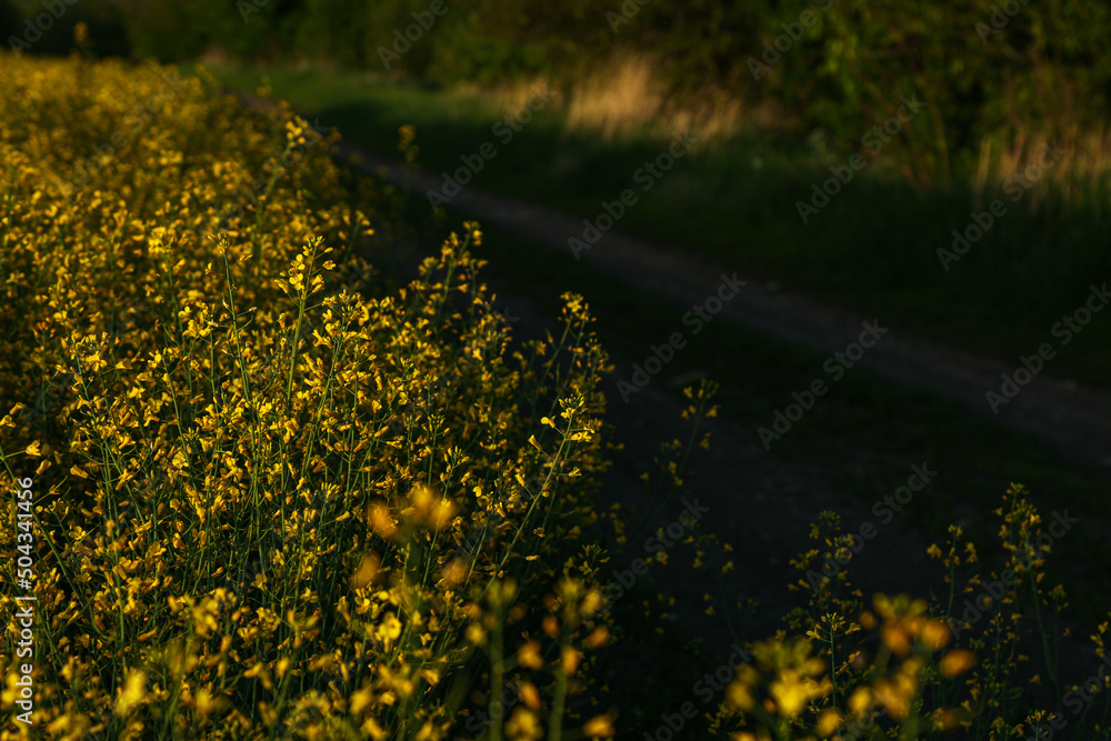 Fototapeta premium A field of yellow rapeseed flowers.