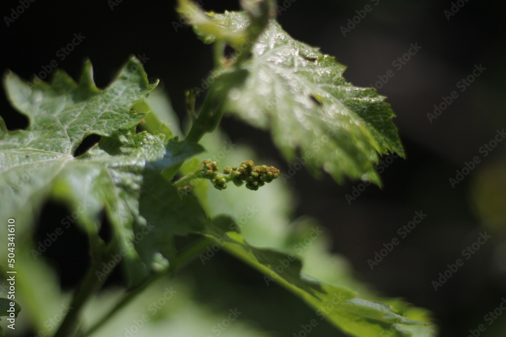 New sprouts of grapes on a branch, in May in south New sprouts of grapes on a branch, in May in south