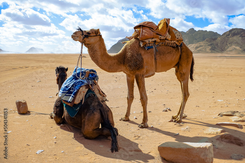 Camels in the desert