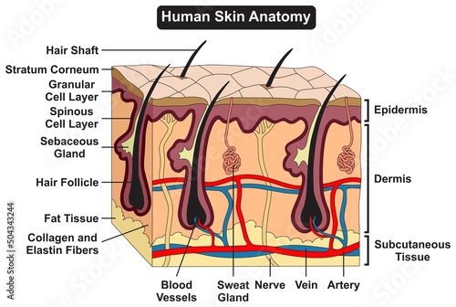 Human skin anatomy structure and parts infographic diagram epidermis dermis subcutaneous tissue for dermatology biology science medical education vector illustration cartoon 3d drawing photo