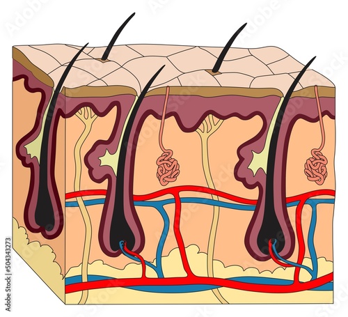 Human skin anatomy structure and parts infographic diagram epidermis dermis subcutaneous tissue for dermatology biology science medical education vector illustration cartoon 3d drawing