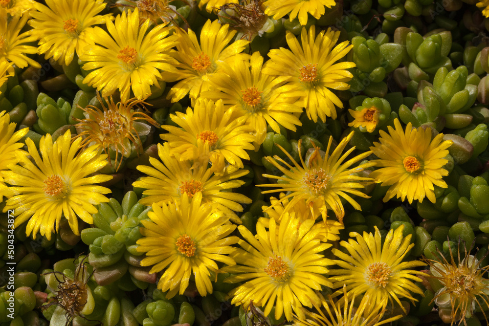 Fleurs jaunes de delosperma lineare Fleurs jaunes de delosperma lineare