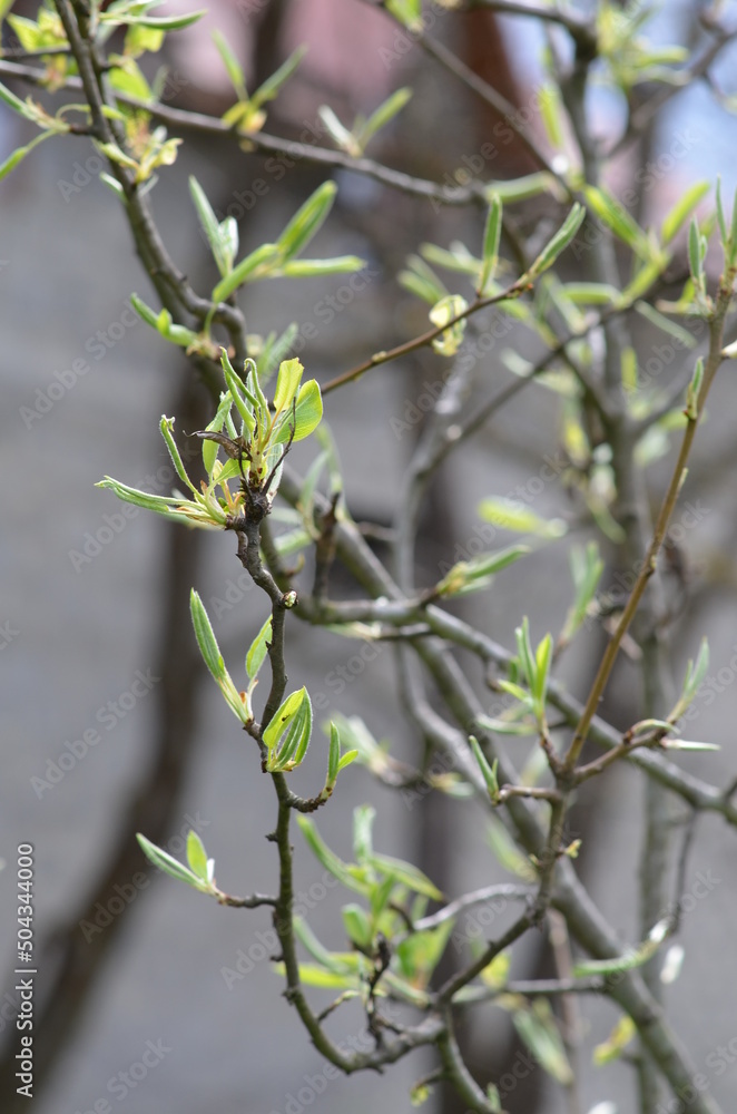 Young sprouts, spring, nature comes to life, first sprouts, April, spring freshness, trees bloom, greenery, garden
Young sprouts, spring, nature comes to life, first sprouts, April, spring freshness, trees bloom, greenery, garden