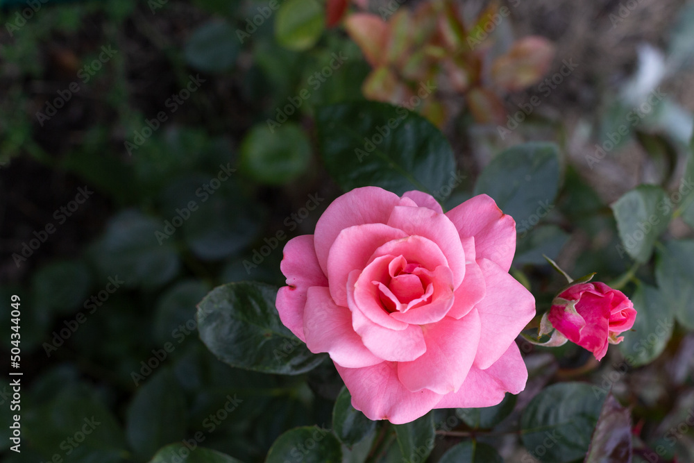 tender rose bud in the garden, top view tender rose bud in the garden, top view