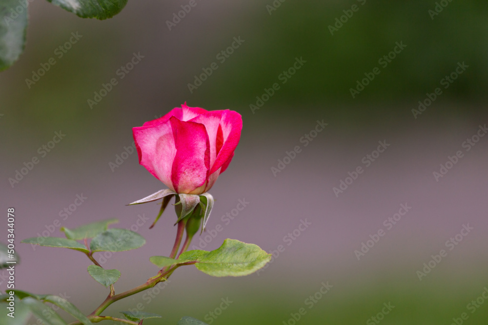 small pink rose bud on a blurred background small pink rose bud on a blurred background