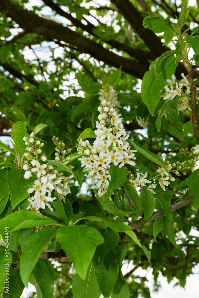 Fototapeta premium Prunus padus 