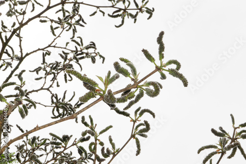 Broussonetia papyrifera in bloom