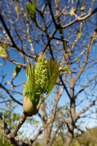 Fraxinus ornus tree in bloom photo