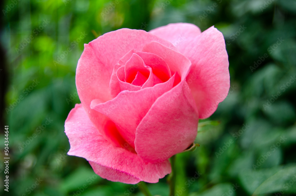 Close up pink rose front view. Single hybrid tea rose selective focus. Close up pink rose front view. Single hybrid tea rose selective focus.