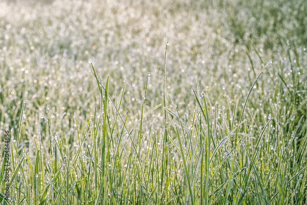 Green grass in dew drops close-up on a sunny summer morning. Background. Selective focus