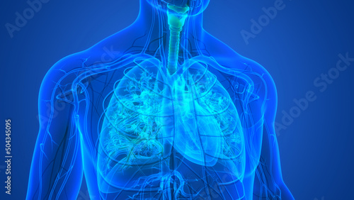 Human Respiratory System Lungs Anatomy photo