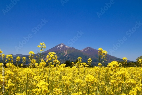 菜の花畑と磐梯山（福島県・猪苗代町） photo