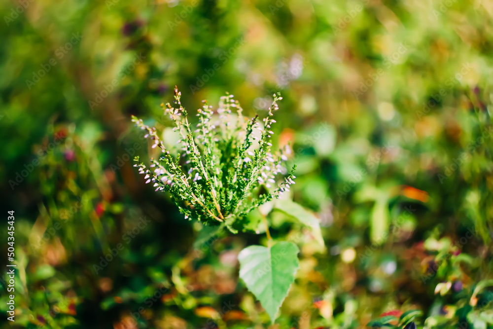 Heath plant in bloom. Forest plant. Heath plant in bloom. Forest plant.