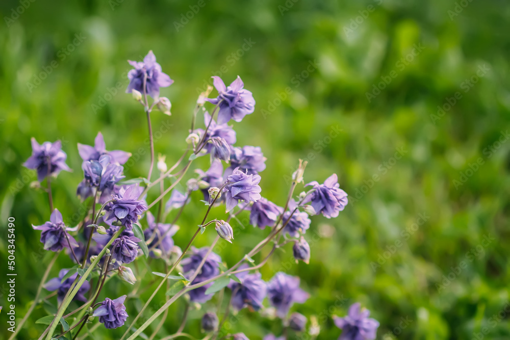 Aquilegia purple flowers grow outdoors. 