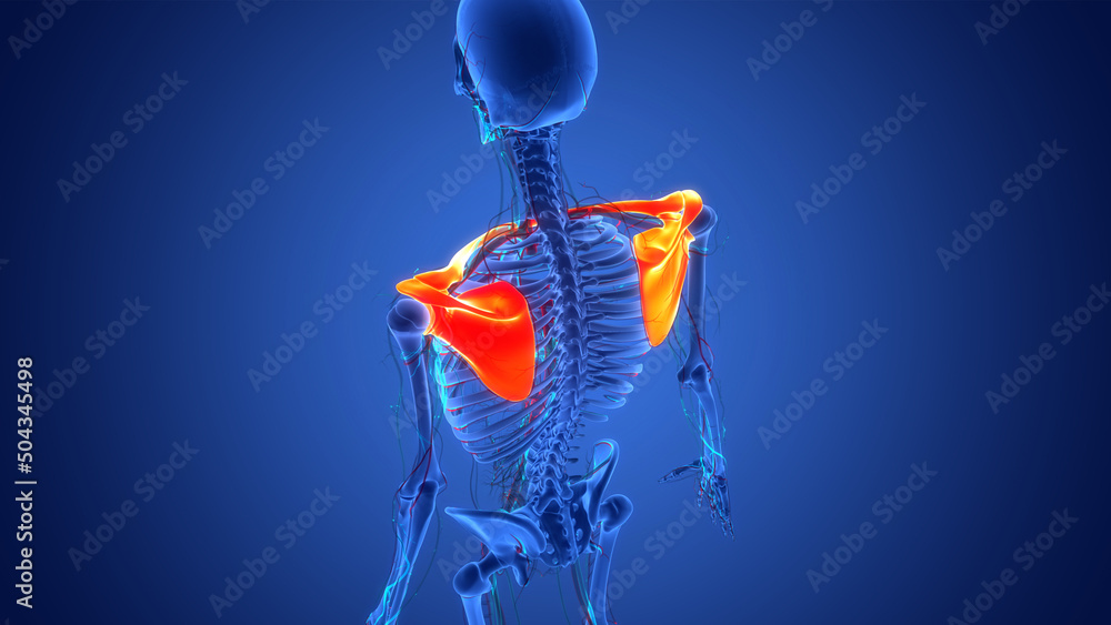 Human Skeleton System Pectoral Girdle Anatomy - obrazy, fototapety, plakaty 