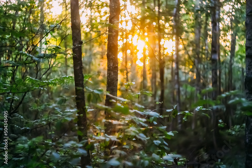 Sunset in a summer forest. 