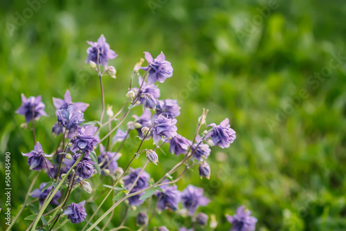 Aquilegia purple flowers grow outdoors. 