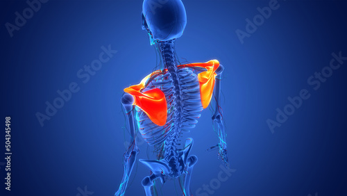 Human Skeleton System Pectoral Girdle Anatomy