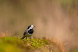 White wagtail in closeup