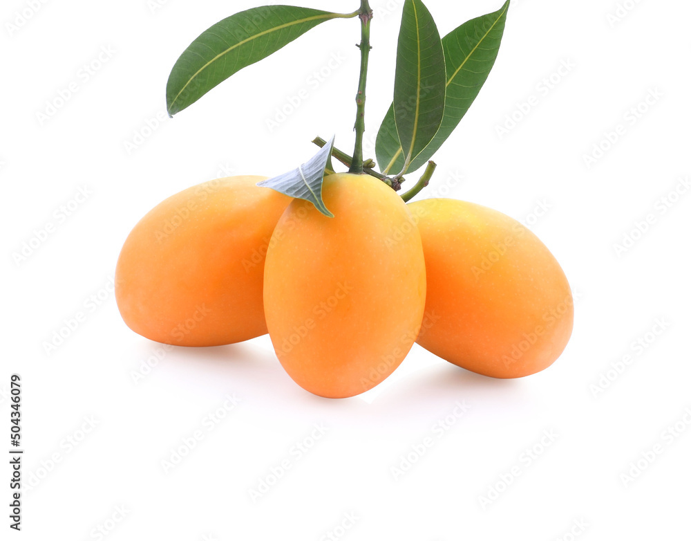 Marian Plum, (Bouea macrophylla Griffith). Marian Plum, (Bouea macrophylla Griffith).