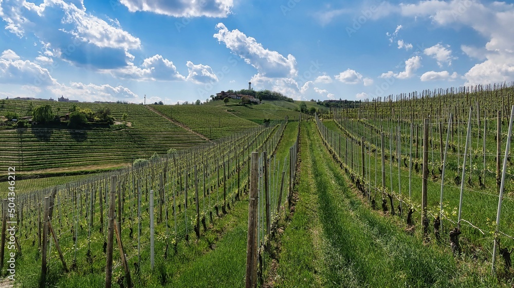 the beautiful vineyards in the Langhe of Barolo and Monforte d'Alba in the spring of 2022