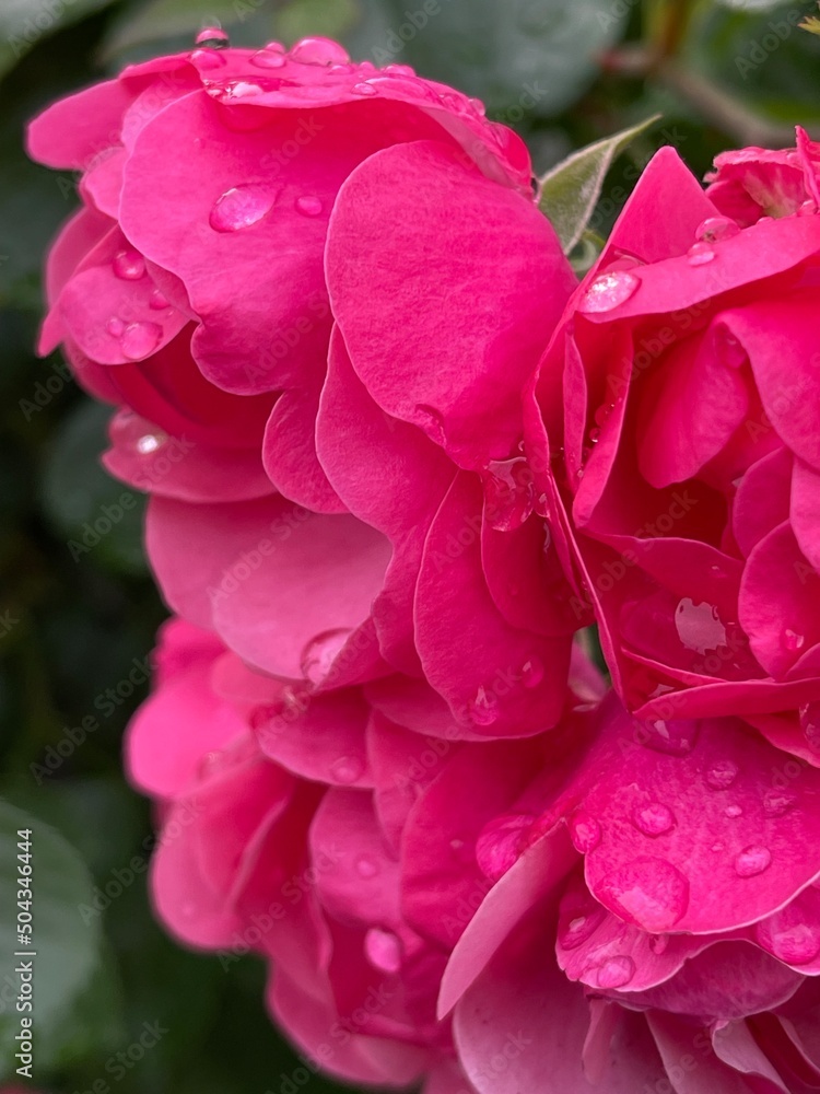 5月の庭の水滴のついた赤いバラの花。潤いのある花びら 5月の庭の水滴のついた赤いバラの花。潤いのある花びら