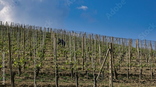 Photo the vineyards of Barolo in the Piedmontese Langhe, where the grapes of the best