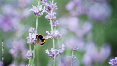 Honey bee pollinates lavender flowers. Plant decay with insects., sunny lavender. Lavender flowers in field. Soft focus, Close-up macro image with blurred background. © Serenkonata