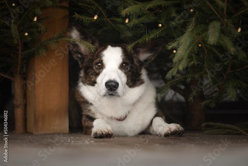 Portrait of cardigan welsh corgi