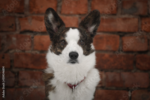 Portrait of cardigan welsh corgi