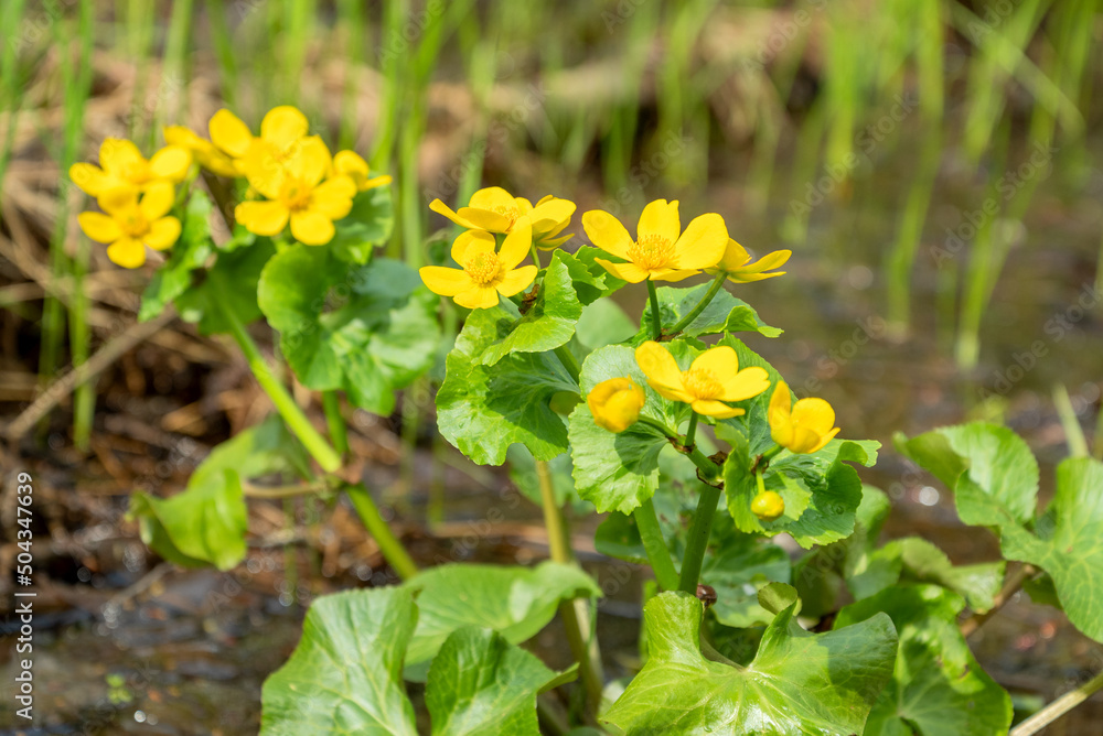 Blooming yellow Caltha flower growing in spring forest Blooming yellow Caltha flower growing in spring forest