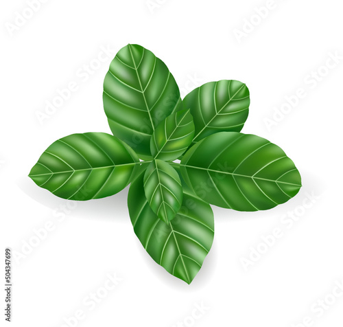 herb and spice. high quality vector