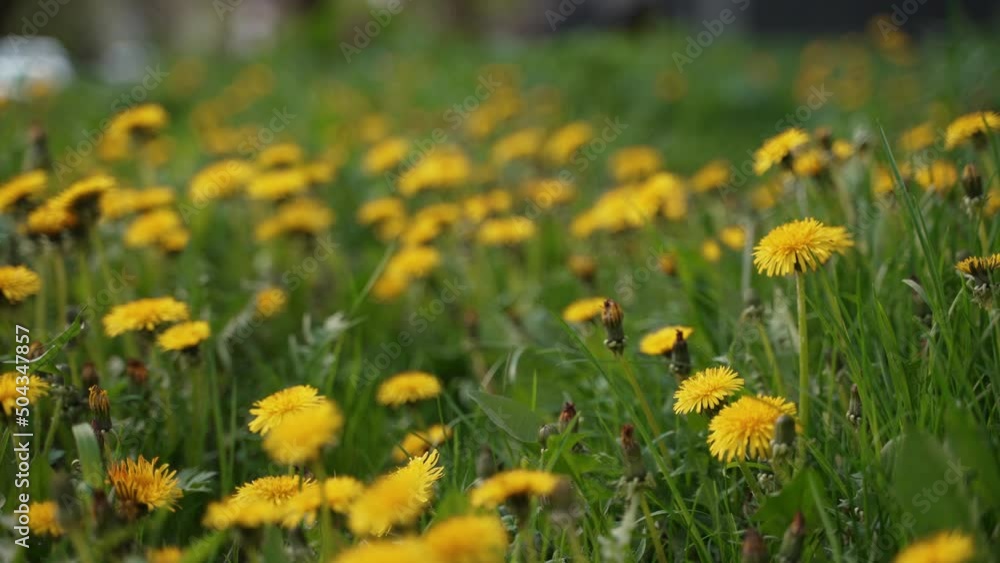 Camera moving forward through yellow dandelion flowers and fresh spring green grass on pretty meadow. Dandelion plant with medicinal effect. Summer concept. Low angle dolly steady shot. Camera moving forward through yellow dandelion flowers and fresh spring green grass on pretty meadow. Dandelion plant with medicinal effect. Summer concept. Low angle dolly steady shot.