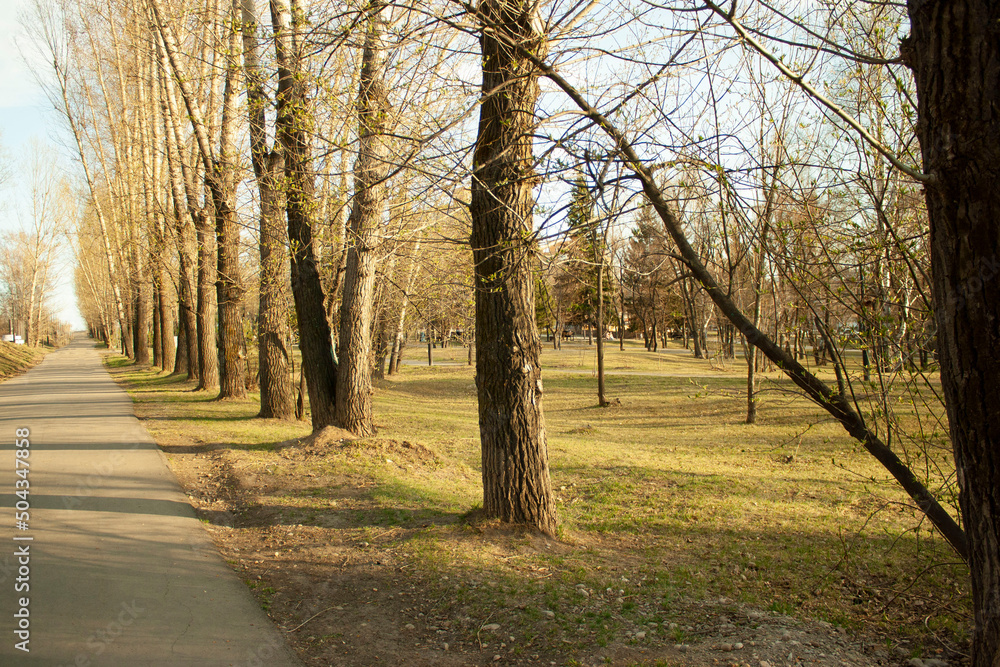 beautiful morning light in public park with green grass field spring park trees and road in perspective beautiful morning light in public park with green grass field spring park trees and road in perspective