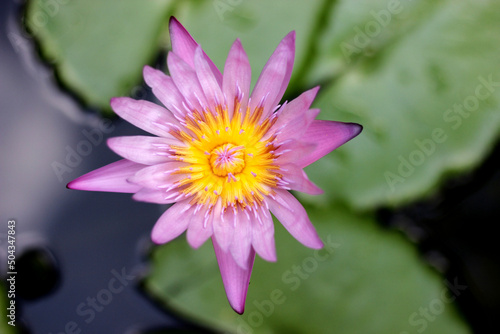 Close up of full bloom lotus in the pond