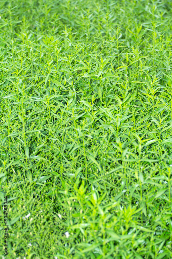 Andrographis paniculata is a medicinal and anti-viral drug against covid 19. It is a drug that is used against the virus - both humans and animals grown in farmers' gardens for commercial and personal Andrographis paniculata is a medicinal and anti-viral drug against covid 19. It is a drug that is used against the virus - both humans and animals grown in farmers' gardens for commercial and personal