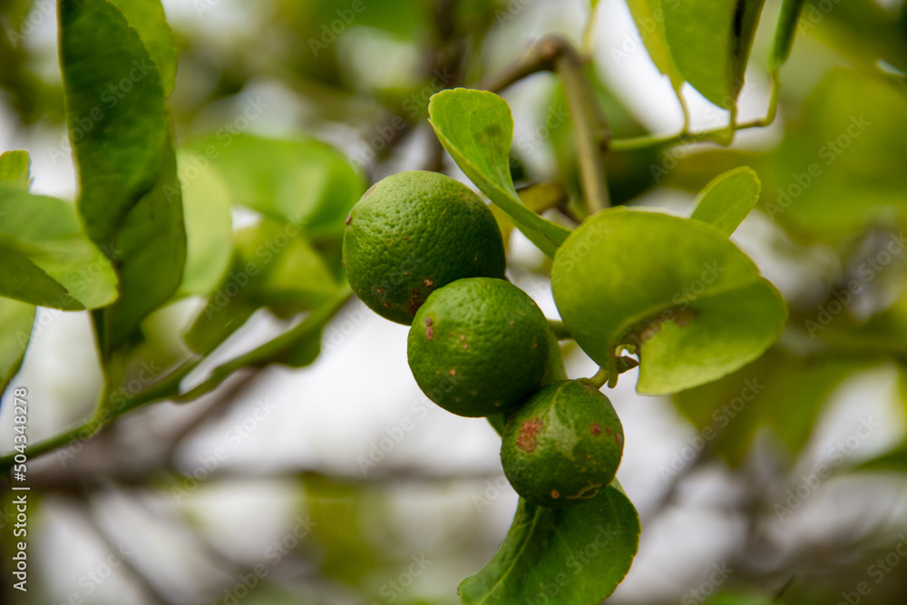 Green oranges still on the tree on the farm Green oranges still on the tree on the farm