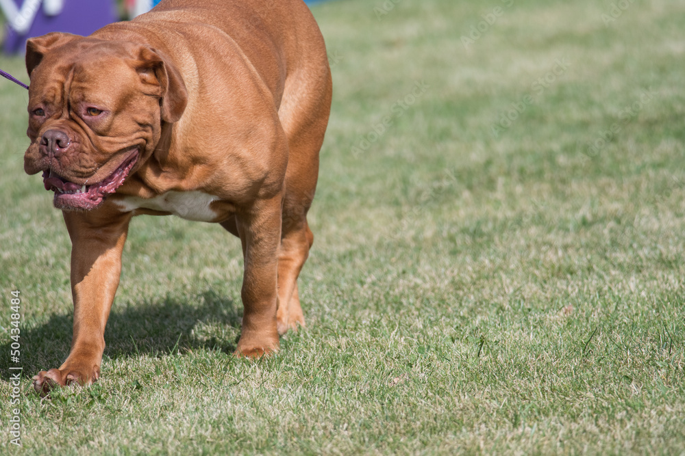 Dogue de Bordeaux walking towards left of frame at a dog show