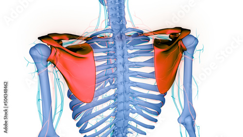 Human Skeleton System Pectoral Girdle Bone Joints Anatomy