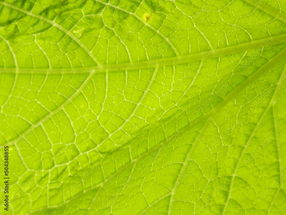 葉脈がクッキリ見られる葉 葉脈がクッキリ見られる葉