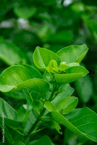 A close look at the leaves of the Premna serratifolia plant photo