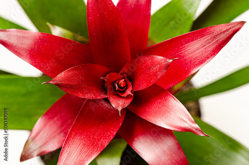 Guzmania sanguined. A houseplant of the Bromeliad family. Top view photo